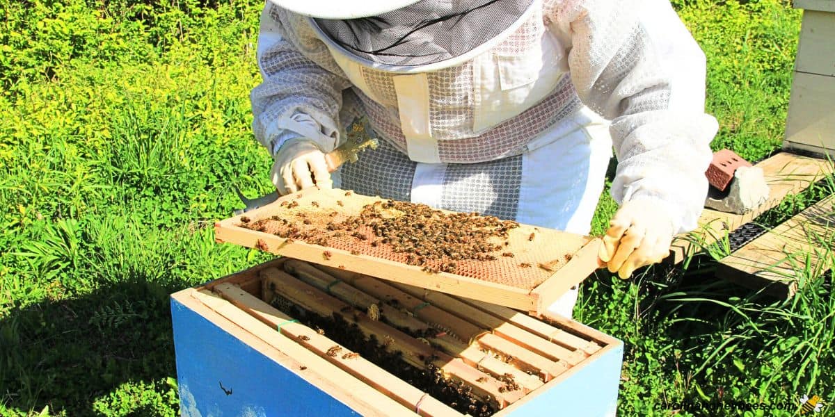 New beekeeper with first year hive inspecting a frame.