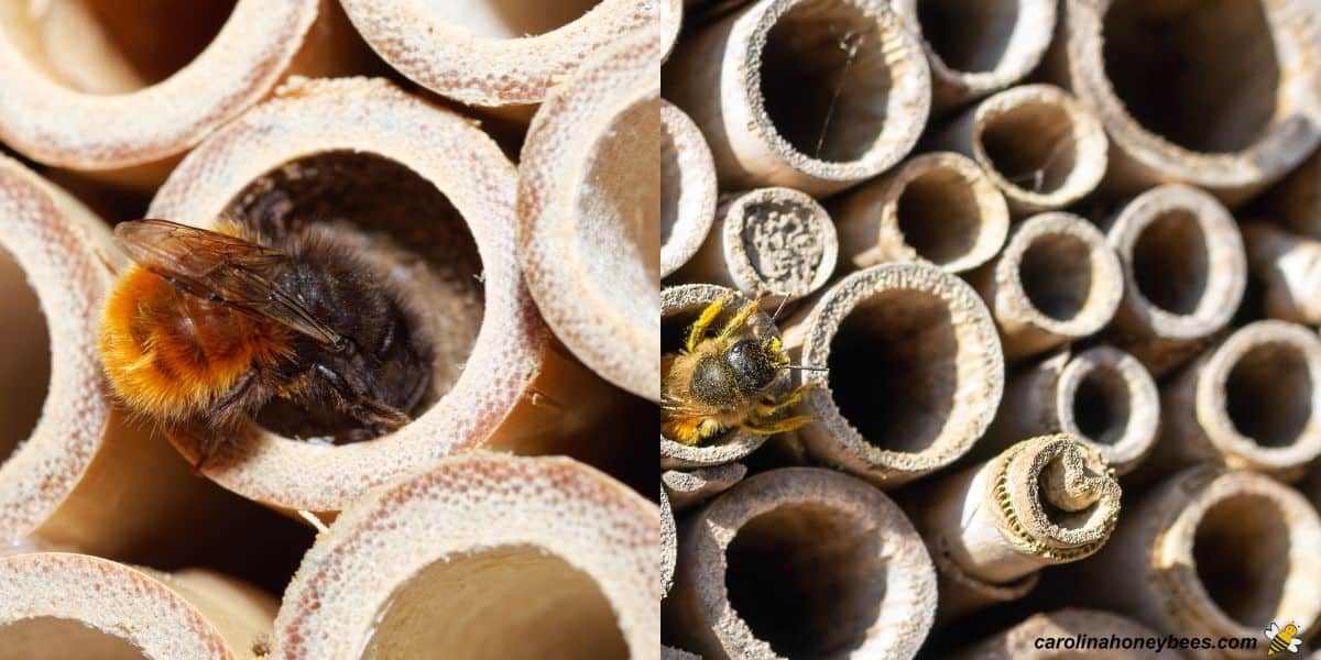Mason bee houses made of wood tubes.