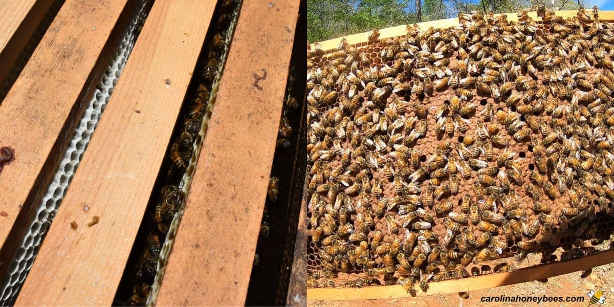Growing colony shows white wax between frames, large colony needs more space due to congestion on the frame.