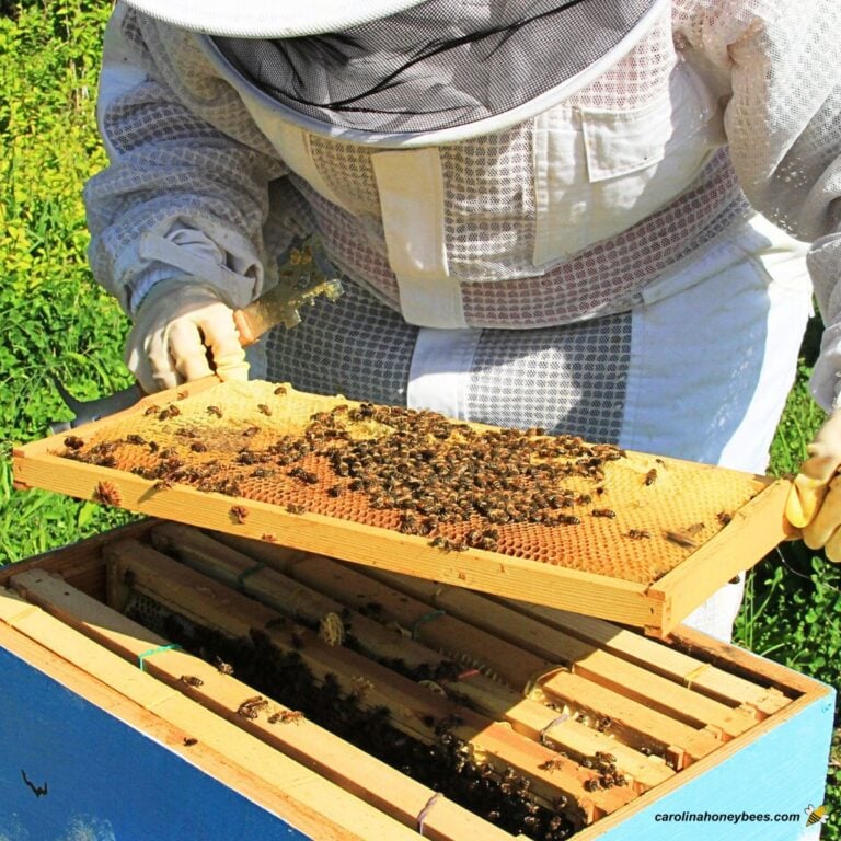 Beginner beekeeper with a first year hive inspects that colony.